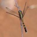 Orthetrum julia (Julia Skimmer) female 3.JPG